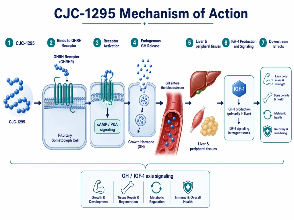 Shows the metabolic effects of CJC-1295 No DAC