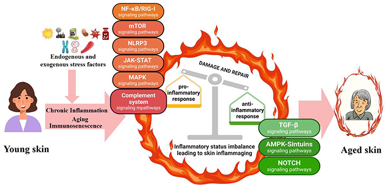 diagrams of cellular pathways affected by peptides