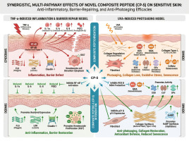 mechanism of action of peptides in skin rejuvenation