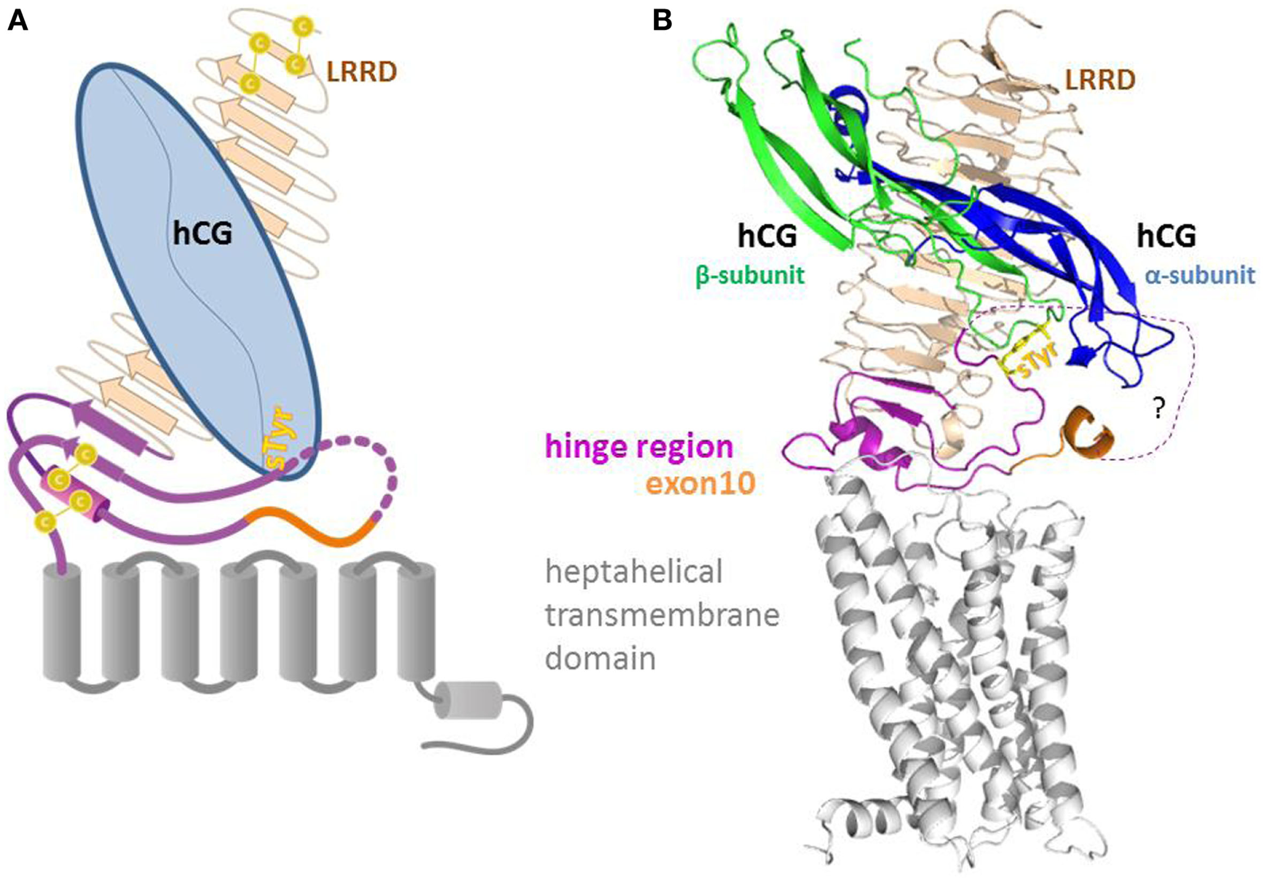 Illustration of HCG binding to its receptor