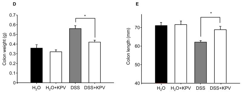 Colon weight comparison showing KPV treatment reduces colonic infiltration