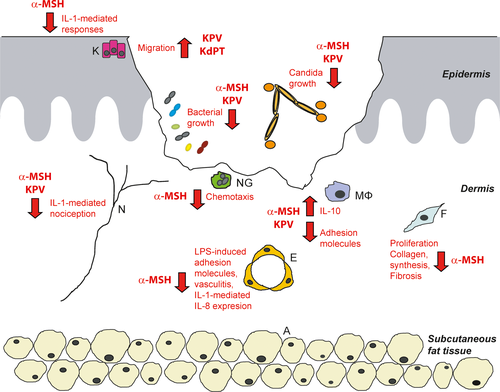 Diagram showing the roles of alpha-MSH and KPV in wound healing across epidermis, dermis, and subcutaneous tissue layers