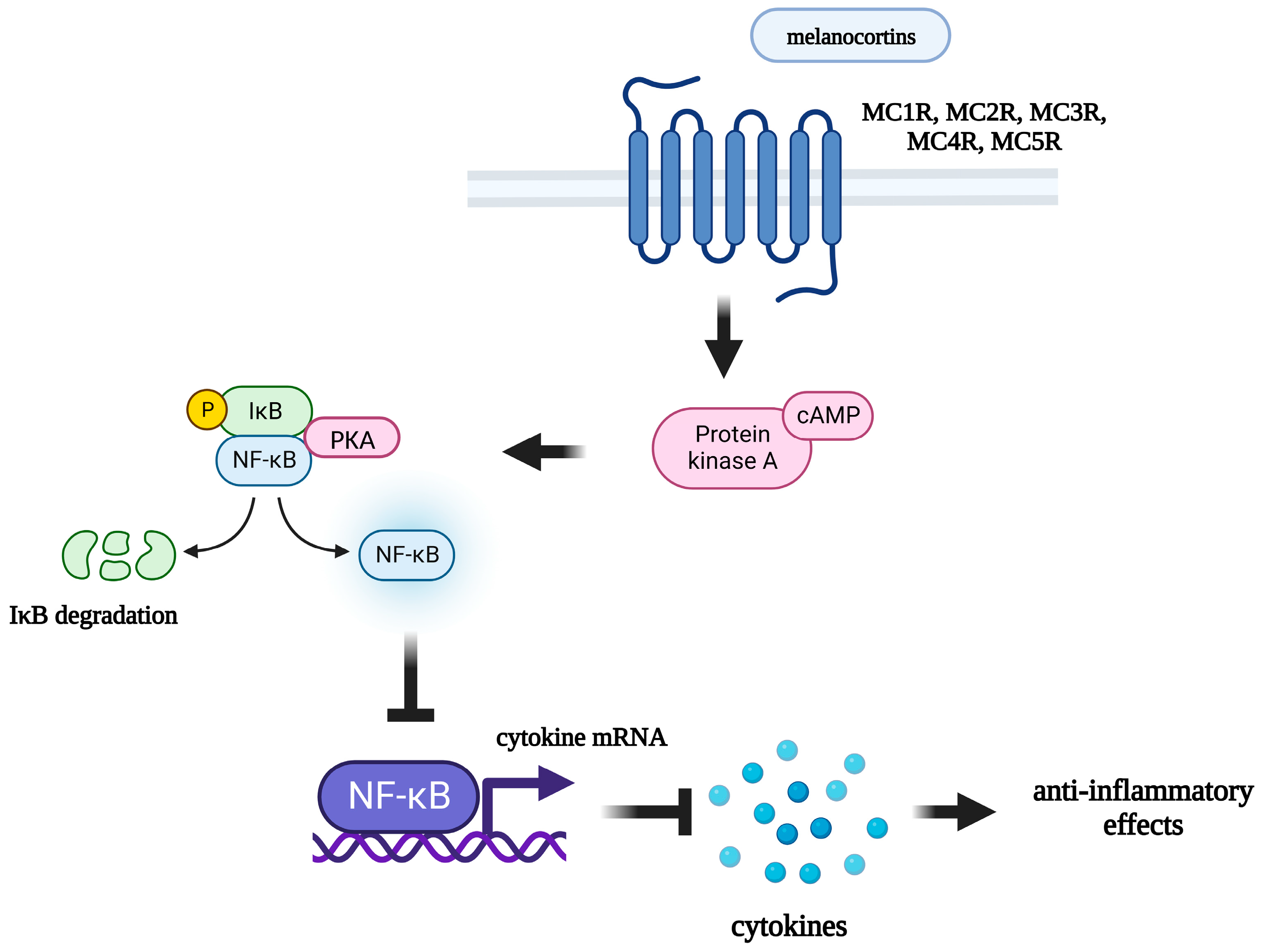 Illustrate the mechanism of Melanotan II binding to melanocortin receptors