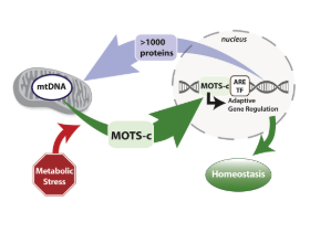 MOTS-c effects in mitochondria and nucleus