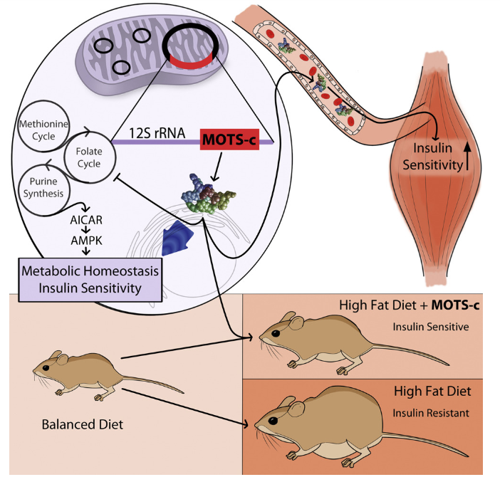 MOTS-c supplementation prevents fat accumulation