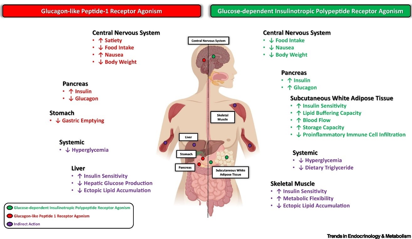 Glucose-dependent insulinotropic polypeptide is another term for gastric inhibitory polypeptide (GIP)
